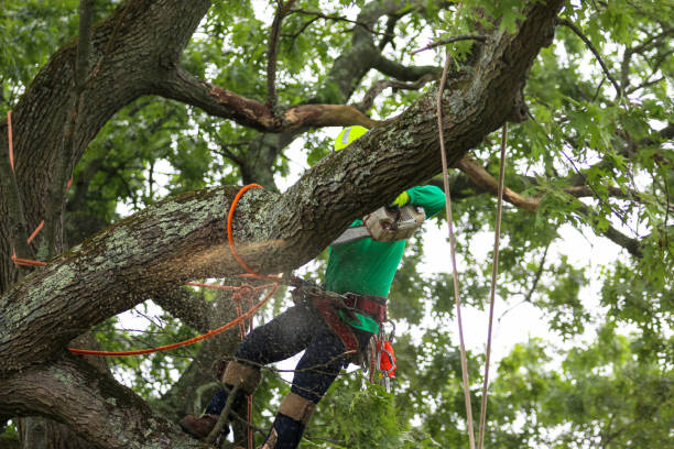 How Our Tree Care Process Works  in  Kent, OH